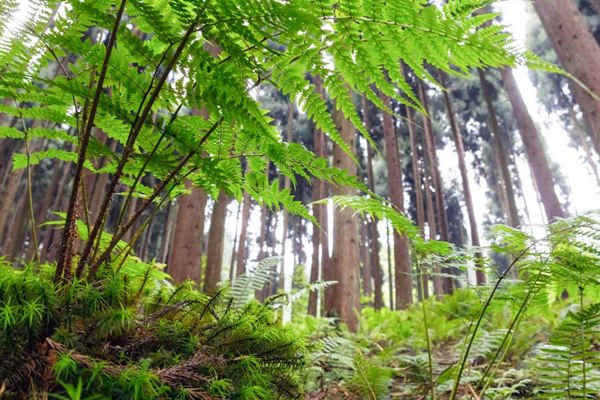 如何利用生物進(jìn)行環(huán)境監(jiān)測(cè)？